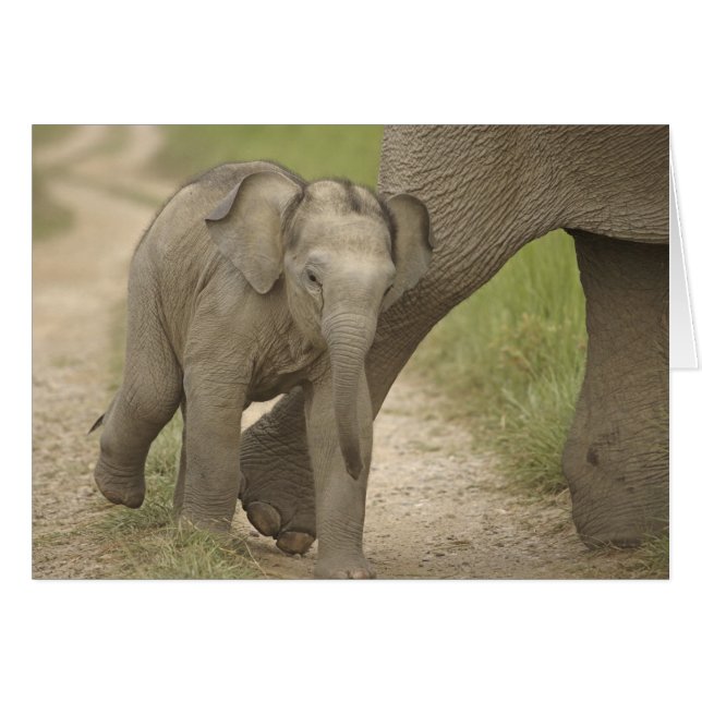 Elefante indio / asiático y cría, Corbett 2 (Anverso (Horizontal))