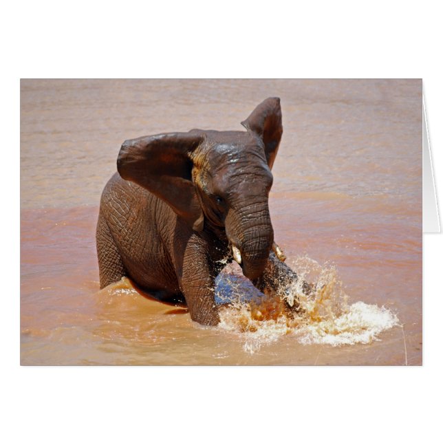 Elefante jugando con agua (Anverso (Horizontal))