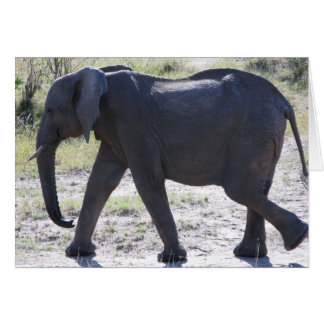 Elefante Juvenil