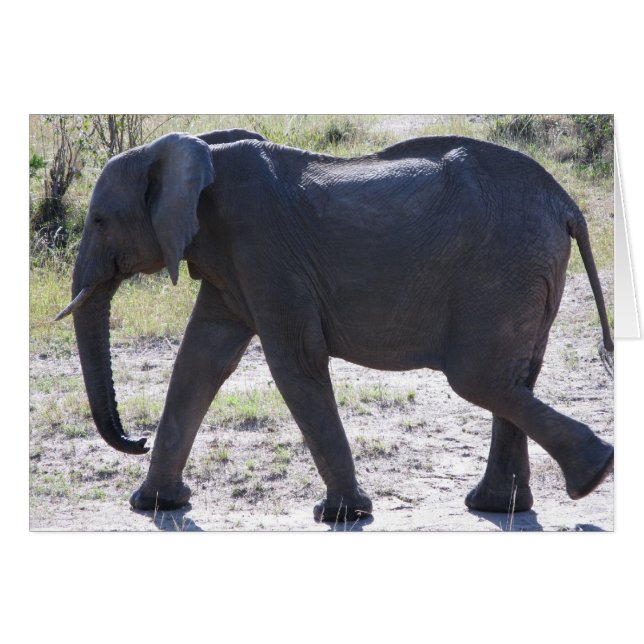 Elefante Juvenil (Anverso (Horizontal))