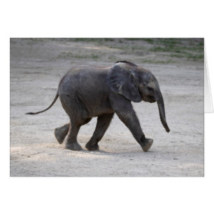 Elefante Kibali, bebé dulce