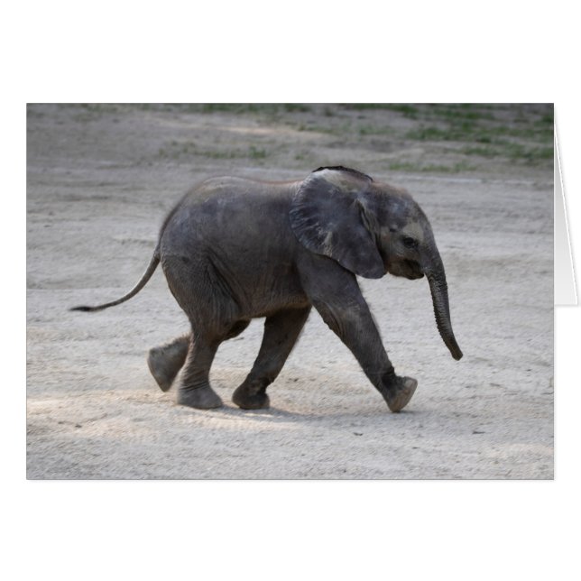 Elefante Kibali, bebé dulce (Anverso (Horizontal))