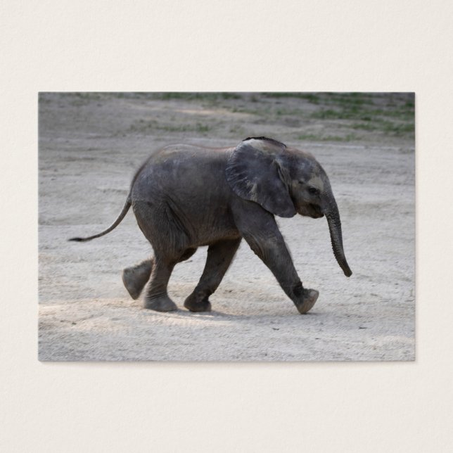 Elefante Kibali, bebé dulce (Frente)