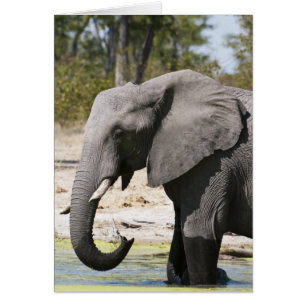 Elefante (Loxodonta africana), Canal Savute