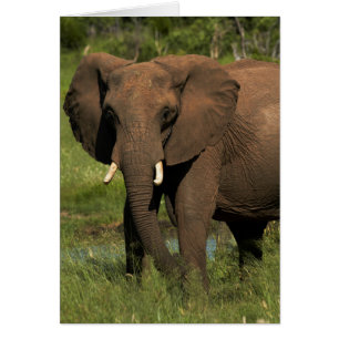 Elefante (Loxodonta Africana), Hwange Nacional