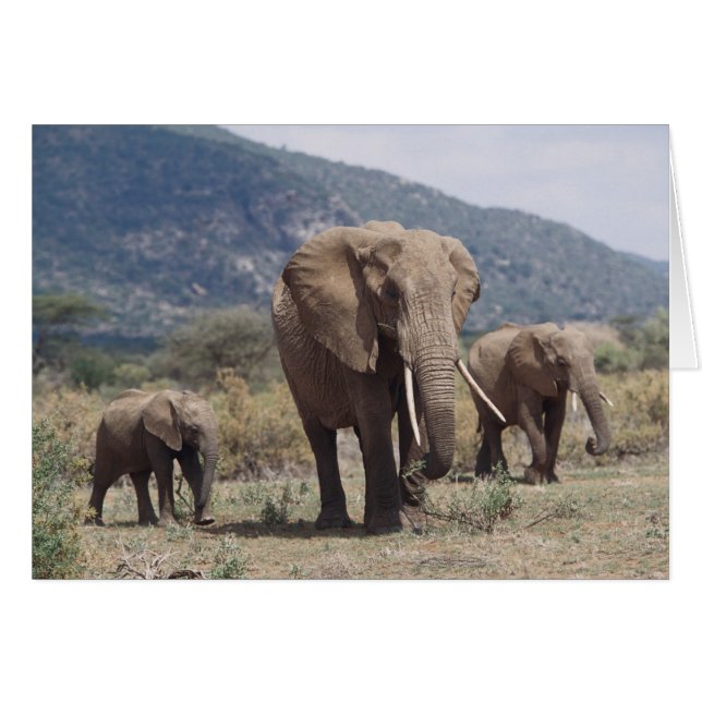 Elefante madre caminando con cría de elefante (Anverso (Horizontal))