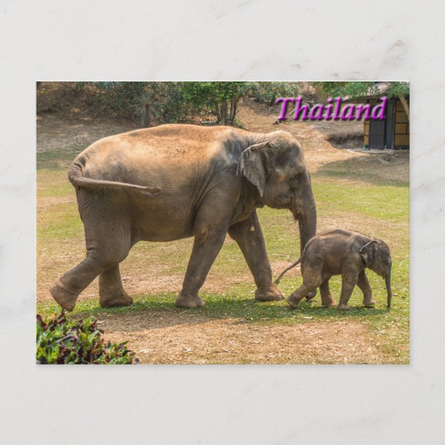 Elefante madre e bebé, postal de Tailandia (Anverso)