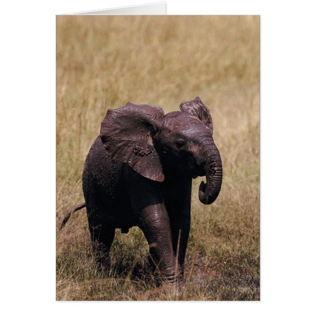 Elefante Muddy Baby (Frente)