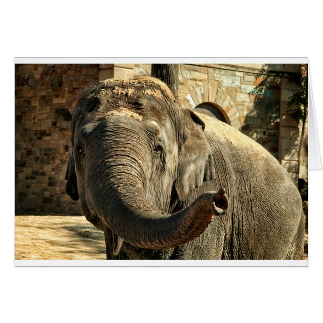 Elefante que señala adelante con el tronco (Anverso (Horizontal))