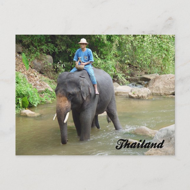 Elefante y Mahout postal de Chiang Mai, Tailandia (Anverso)