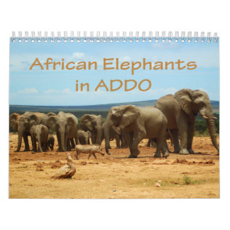 Elefantes africanos en el calendario de Addo