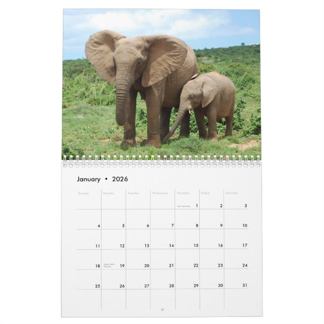 Elefantes africanos en el calendario de Addo (Jan 2026)