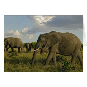 Elefantes africanos pastando, Loxodonta africana,