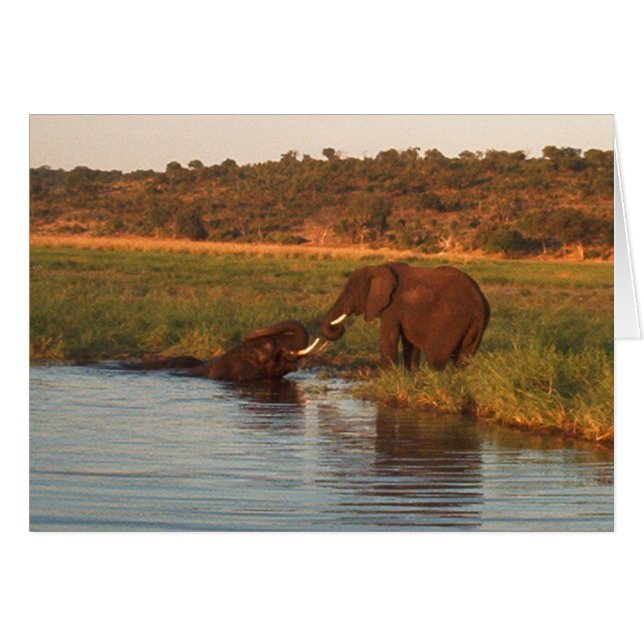 Elefantes al atardecer, Chobe (Anverso (Horizontal))