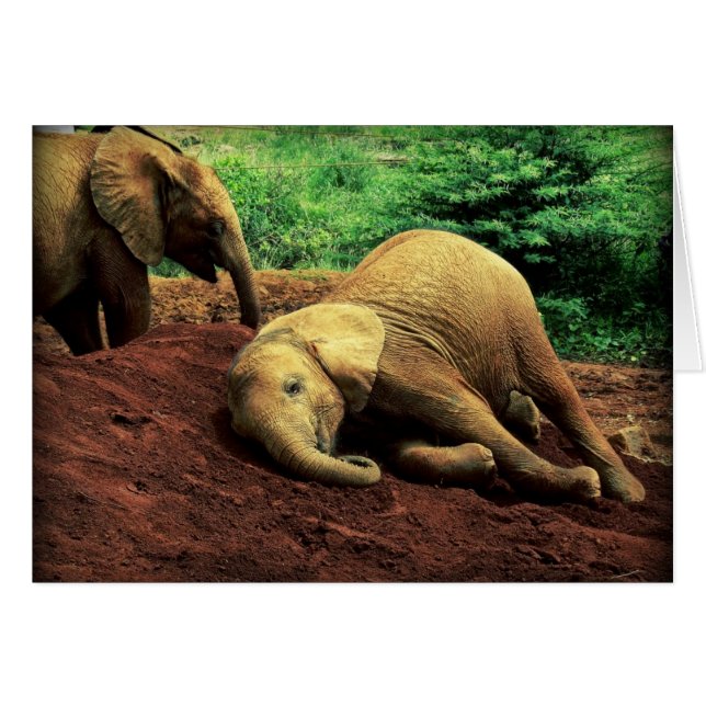 Elefantes de Kenia (Anverso (Horizontal))