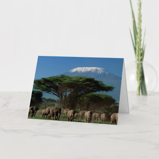 Elefantes del Mt. Kilimanjaro