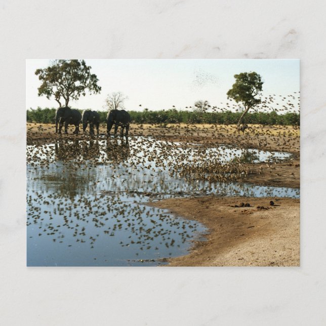 Elefantes y Aves 2 postales (Anverso)