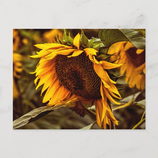 Elegancia de girasol en postal (Anverso)