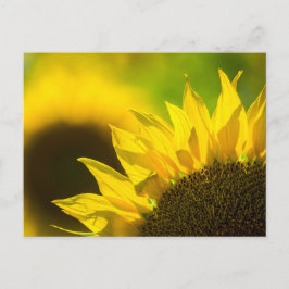 Elegancia de Girasol en Tarjeta Postal