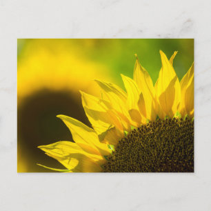 Elegancia de Girasol en Tarjeta Postal
