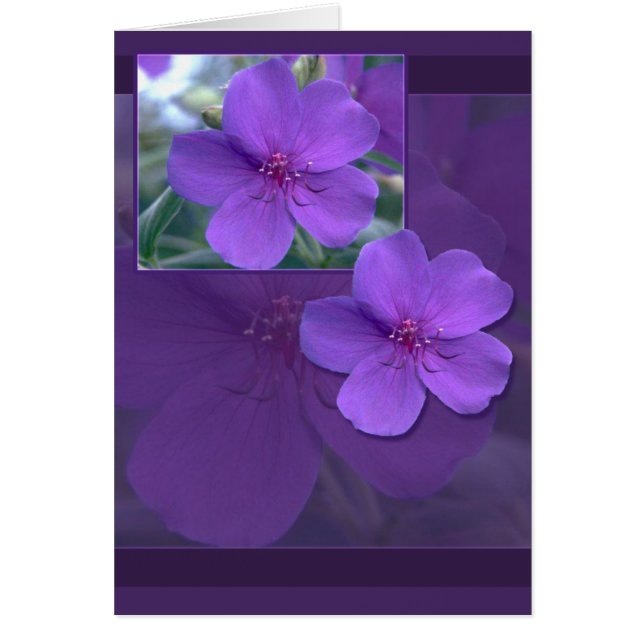 Elegancia floral púrpura (Frente)