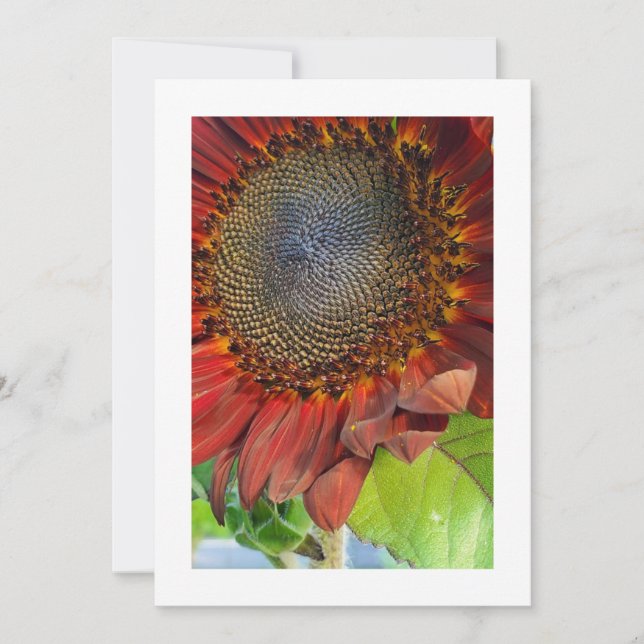 Elegancia iluminada por el sol: invitación Persona (Anverso)