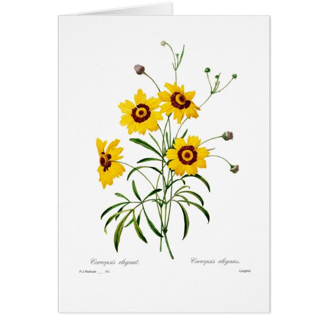 Elegans del Coreopsis (Frente)
