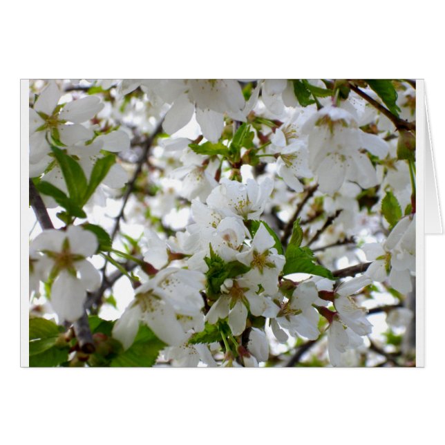 Elegante árbol blanco floreciente (Anverso (Horizontal))