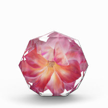 Elegante bloque de fotos de Rosa floral