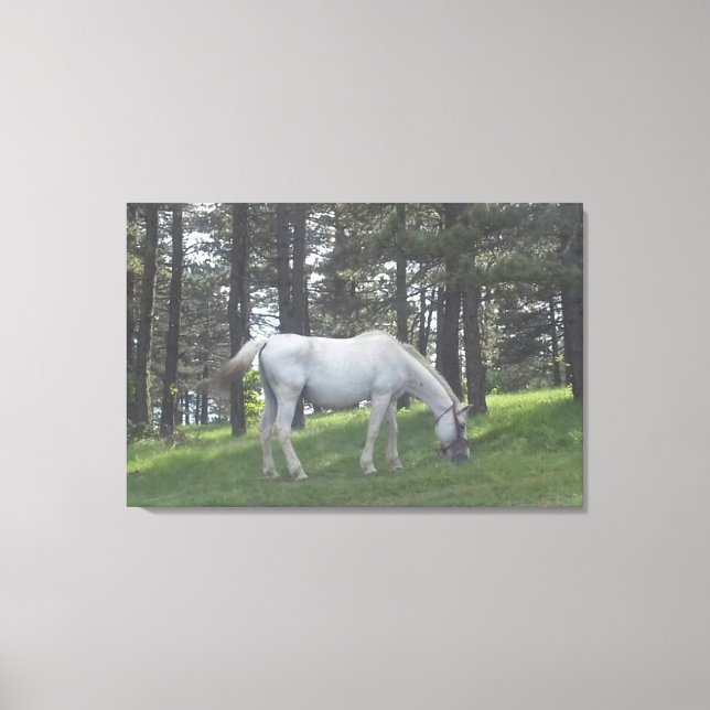 Elegante Caballo Blanco Hermoso Arte Original (Anverso)