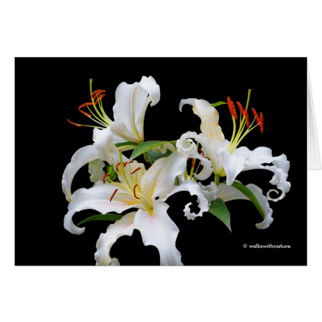 Elegante Casablanca White Oriental Lilies (Anverso (Horizontal))