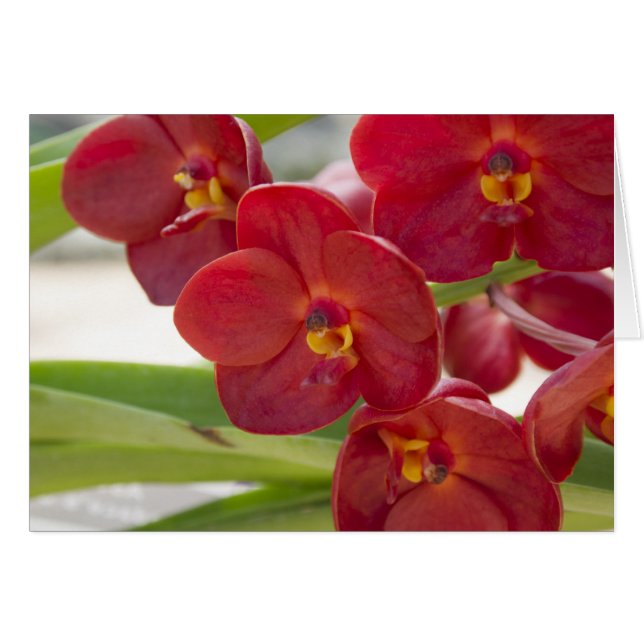 Elegante foto de orquídeas rojas (Anverso (Horizontal))