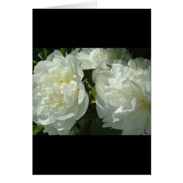 Elegante foto de una joya blanca floral (Frente)