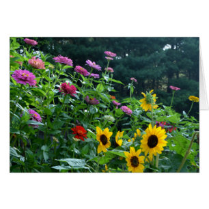 Elegante girasol de jardín, margaritas, cosmos