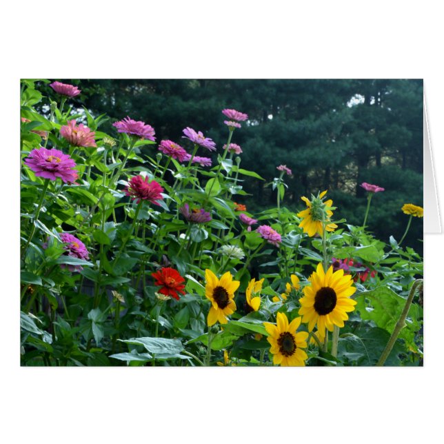 Elegante girasol de jardín, margaritas, cosmos (Anverso (Horizontal))