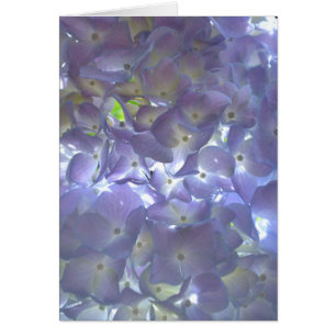 Elegante luz suave violeta de color púrpura de hor