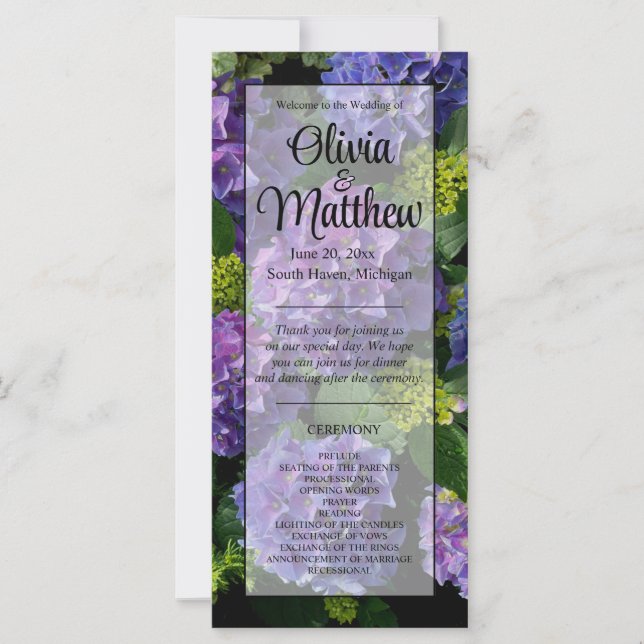 Elegante magenta púrpura azul verde hidrangea flor (Anverso)