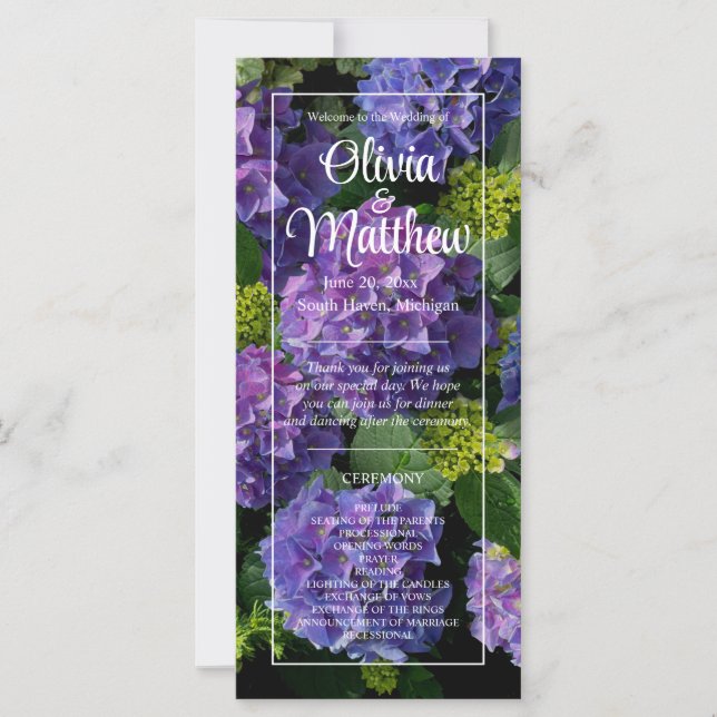 Elegante magenta púrpura azul verde hidrangea flor (Anverso)