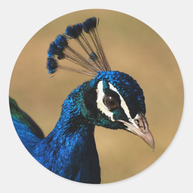 Elegante pavo real - plantilla de pegatinas de per (Anverso)