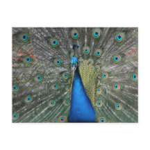 Elegante postal de pavo real azul