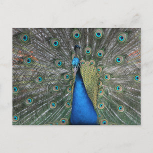 Elegante postal de pavo real azul