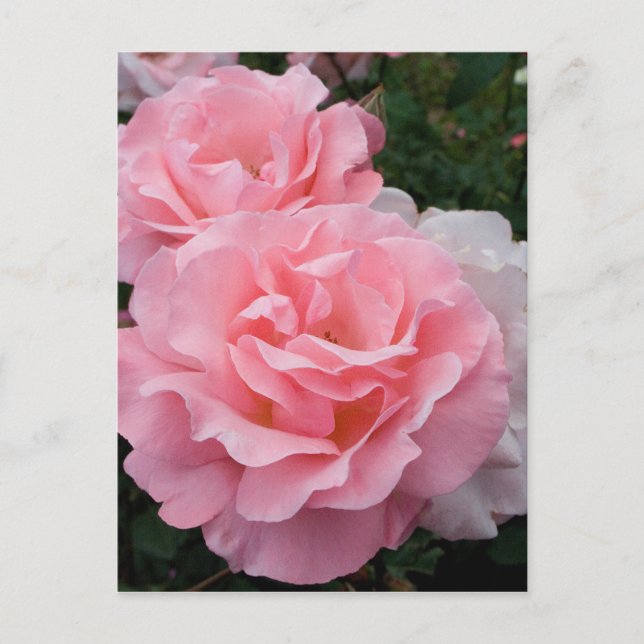 Elegante postal moderna de rosas rosadas (Anverso)
