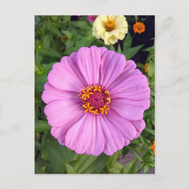 Elegante postal rosada de flores de zinnia (Anverso)