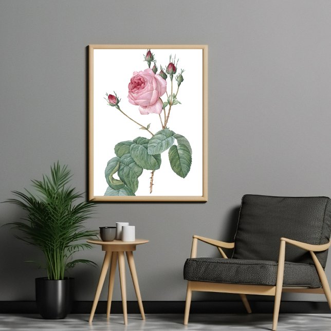 Elegante Poster de arte botánico rosa rosa rosa de (Subido por el creador)