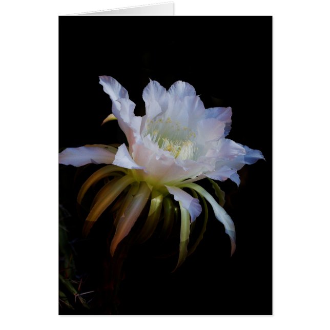 Elegante Reina de la flor de cactus nocturna (Frente)