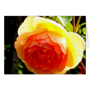 Elegante rosa floral de albaricoque rojo de durazn