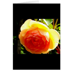 Elegante rosa floral de albaricoque rojo de durazn