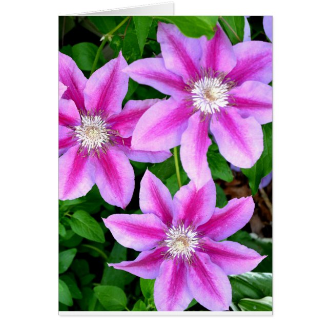 Elegante rosa floral verde botánico (Frente)