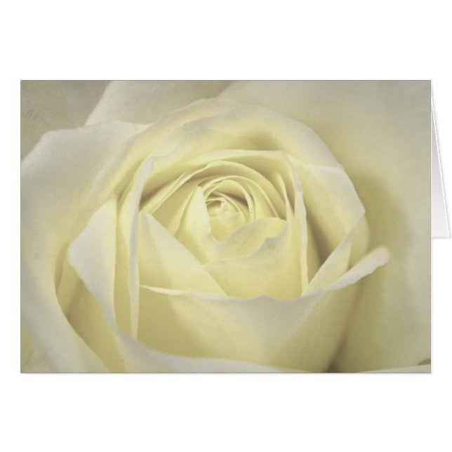 Elegante tarjeta de Rosa crema (Anverso (Horizontal))