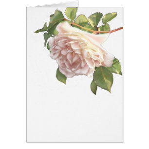 Elegante y polvoriento rosa naranja floral blanco